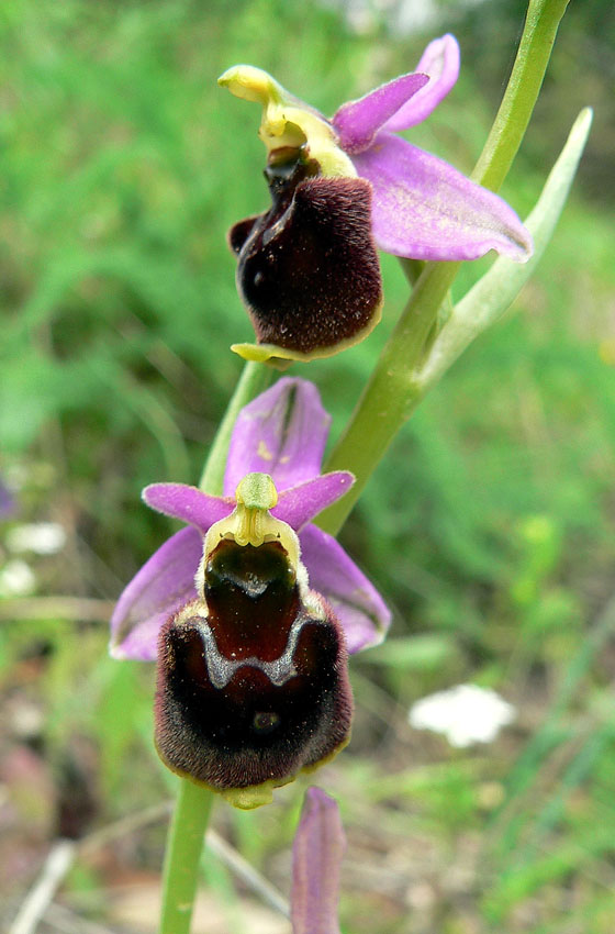 Ophrys exaltata subsp. archipelagi o ibrido?